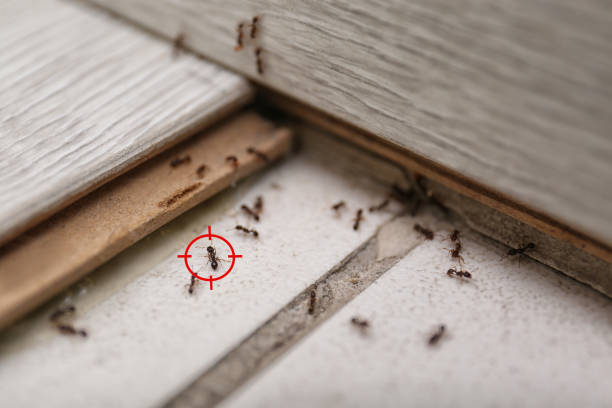 Pest Control for Restaurants in South Dennis, MA