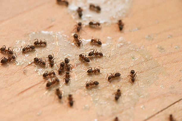 Best Spider Control Near Me  in South Dennis, MA
