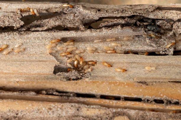 Best Ant Control Services  in South Dennis, MA