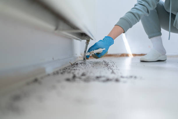 Bird Control in South Dennis, MA